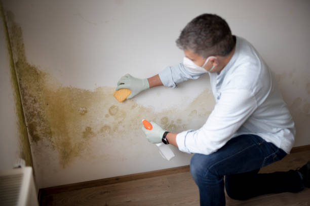 Reliable Moville, IA Mold Removal Solutions